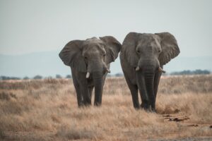 PR 2026.06 Staphanie Prokopis