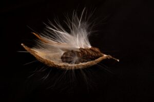 PR 2027.01 Bollin Millner Milkweed_Seeds_232